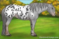Horse Color:Liver Chestnut Sabino Appaloosa 