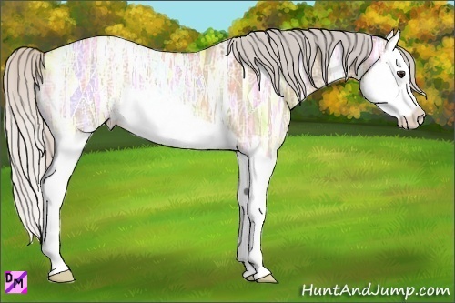 Horse Color:Silver Bay Ice Roan Dun Splash 