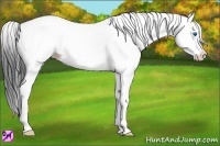 Horse Color:White Spotted Black Ice Splash