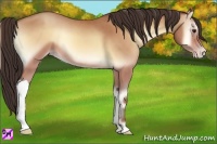 Horse Color:Amber Champagne Onyx 