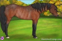 Horse Color:Brown Rabicano 
