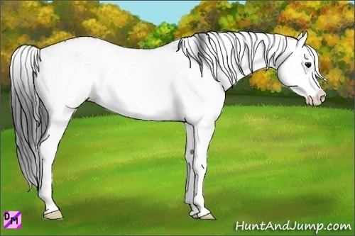 Horse Color:White Spotted Bay Ice Splash