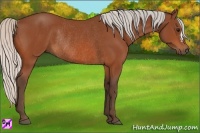 Horse Color:Silver Bay Rabicano 