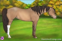 Horse Color:Amber Champagne