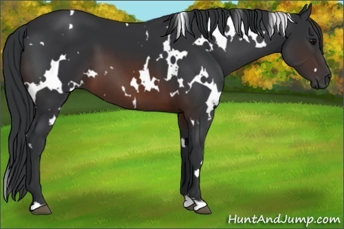 Horse Color:White Spotted Brown 