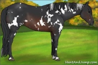 Horse Color:White Spotted Brown 