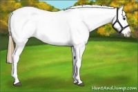 Horse Color:Buckskin Appaloosa 