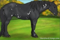 Horse Color:White Spotted Black