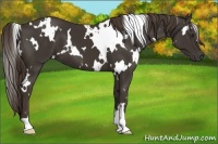 Horse Color:White Spotted Liver Chestnut