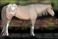 Horse Color:Buckskin Appaloosa 