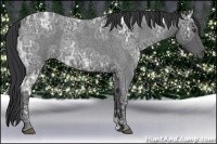Horse Color:Blue Ice Roan 
