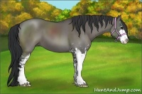 Horse Color:Grullo Sabino