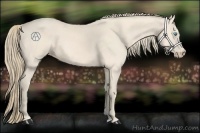 Horse Color:Perlino
