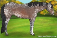 Horse Color:White Spotted Bay Ice 