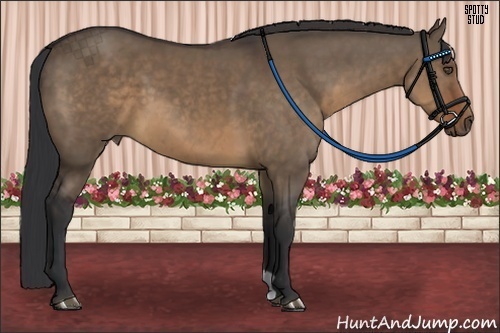 Horse Color:Brown Dun 