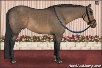 Horse Color:Brown Dun 