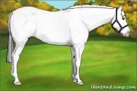 Horse Color:Liver Chestnut Appaloosa 