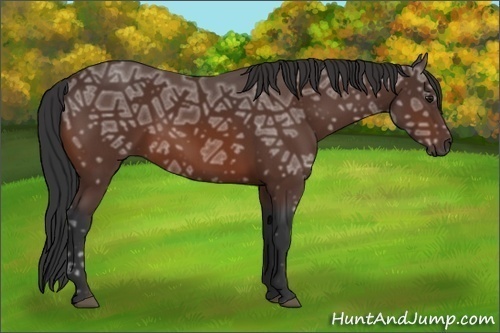 Horse Color:Bay Ice 