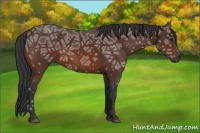 Horse Color:Bay Ice 