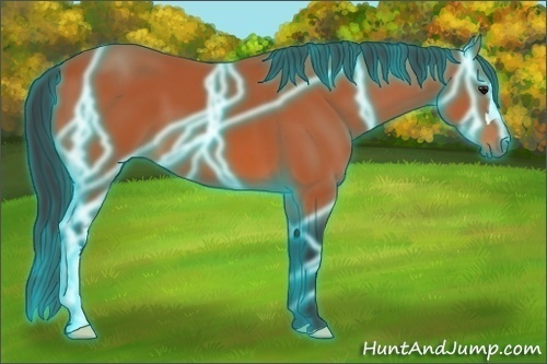 Horse Color:Thunderstruck Bay 