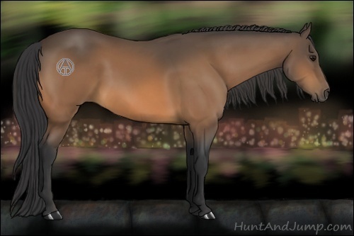 Horse Color:Buckskin