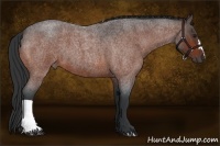 Horse Color:Bay Roan 