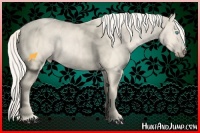 Horse Color:Cremello 