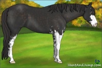 Horse Color:Liver Chestnut Sabino 