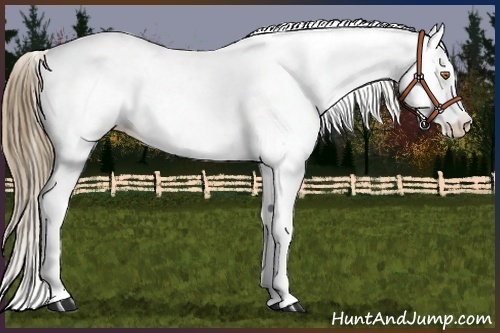 Horse Color:Buckskin Fewspot 