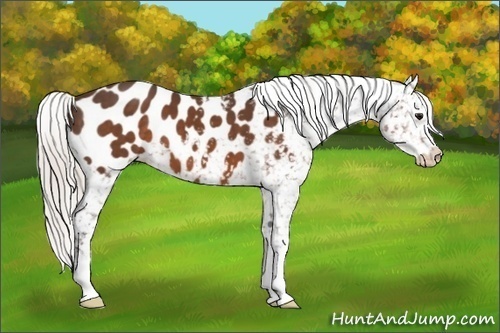 Horse Color:Silver Brown Blanket 