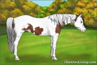 Horse Color:Brown Splash Tobiano Appaloosa 