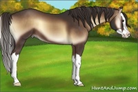 Horse Color:Liver Red Onyx Sabino Splash 