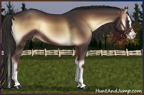 Horse Color:Liver Red Onyx Sabino Splash 