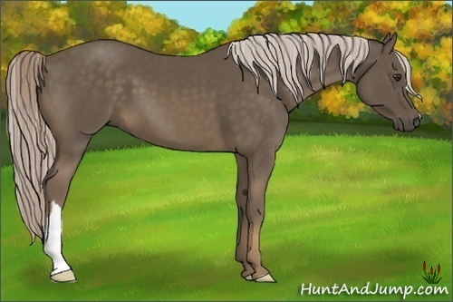 Horse Color:Chocolate Palomino 