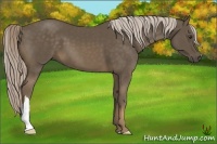 Horse Color:Chocolate Palomino 