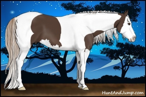 Horse Color:Liver Chestnut Splash Tobiano 