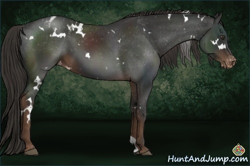 Horse Color:White Spotted Liver Chestnut Varnish