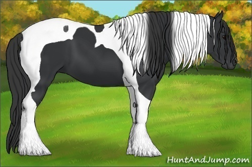 Horse Color:Black Tobiano 