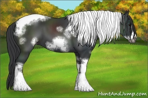 Horse Color:White Spotted Black Tobiano Frame 
