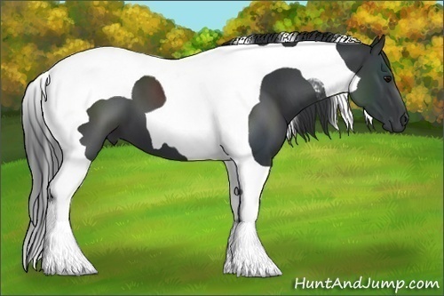 Horse Color:Black Tobiano 