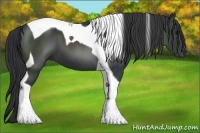 Horse Color:Black Tobiano 