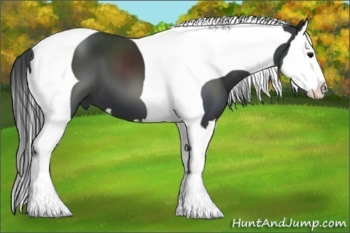 Horse Color:Black Splash Tobiano