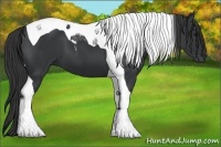 Horse Color:Black Tobiano