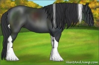Horse Color:Black Tobiano 