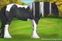 Horse Color:Black Tobiano Rabicano