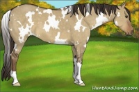 Horse Color:White Spotted Liver Red Dun 