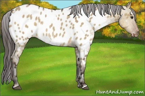 Horse Color:White Spotted Liver Red Dun Near Leopard Rabicano 