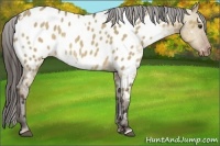 Horse Color:White Spotted Liver Red Dun Near Leopard Rabicano 