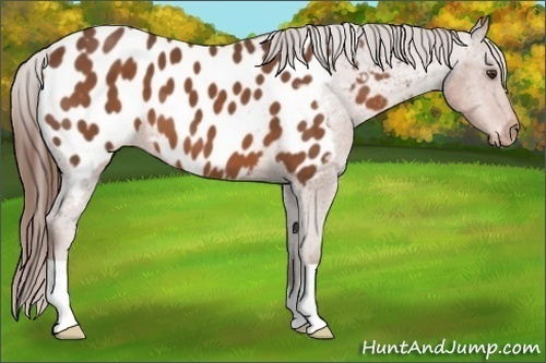 Horse Color:Chestnut Near Leopard 