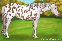 Horse Color:Chestnut Near Leopard 